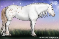Horse Color:Chestnut Appaloosa