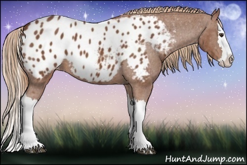 Horse Color:Chestnut Splash Appaloosa 