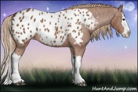 Horse Color:Chestnut Splash Appaloosa 