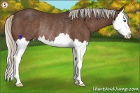 Horse Color:Silver Bay Splash Rabicano