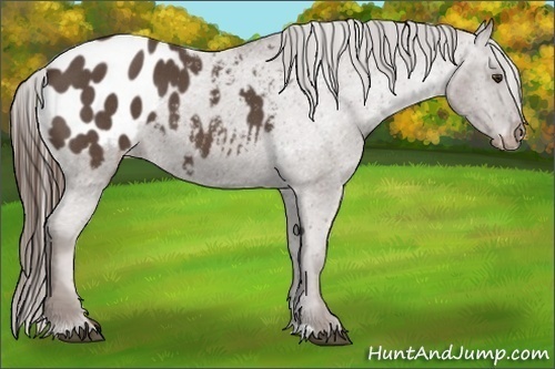 Horse Color:Liver Red Roan Appaloosa 
