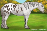 Horse Color:Liver Red Roan Appaloosa 