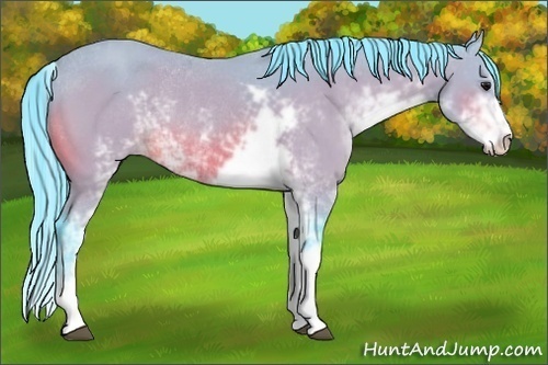 Horse Color:Watercolor Bay Sabino Rabicano