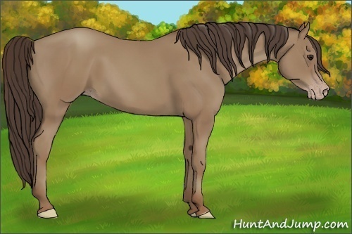 Horse Color:Classic Champagne 