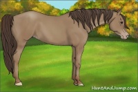 Horse Color:Classic Champagne