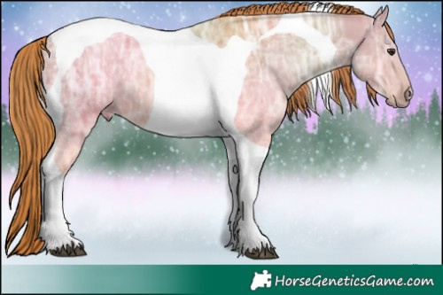 Horse Color:Chestnut Ice Tobiano 