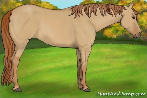 Horse Color:Red Dun 