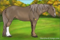 Horse Color:Chocolate Palomino 