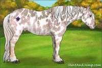 Horse Color:Chocolate Palomino Ice Appaloosa 