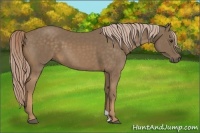 Horse Color:Chocolate Palomino 