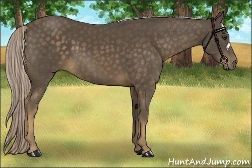 Horse Color:Chocolate Palomino 