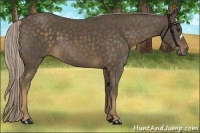 Horse Color:Chocolate Palomino 