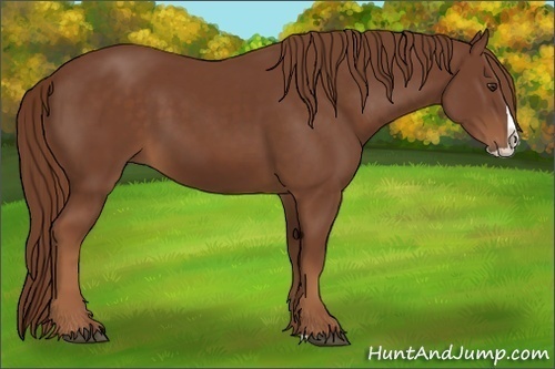 Horse Color:Chestnut Splash 
