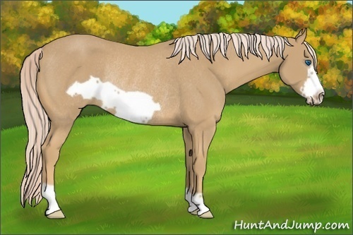 Horse Color:Palomino Frame Rabicano