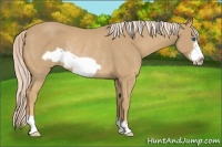 Horse Color:Palomino Frame Rabicano