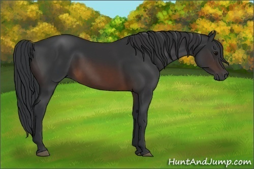 Horse Color:Brown Rabicano  and Brown Rabicano 