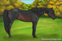 Horse Color:Brown Rabicano  and Brown Rabicano 