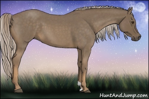Horse Color:Chocolate Palomino Roan 