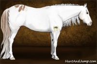 Horse Color:Buckskin Varnish 