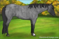 Horse Color:Blue Roan 
