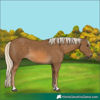 Horse Color:Chocolate Palomino 