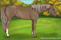 Horse Color:Chocolate Palomino Tobiano
