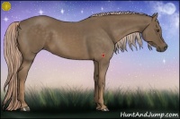 Horse Color:Chocolate Palomino 