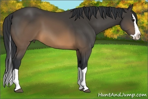 Horse Color:Buckskin Splash 