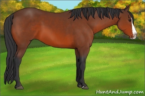 Horse Color:Bay Splash 
