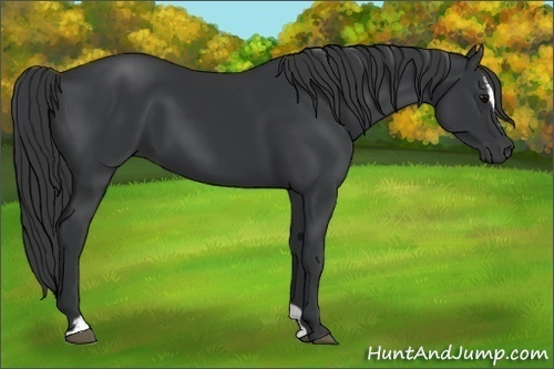 Horse Color:Black Sabino