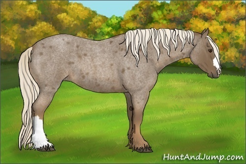 Horse Color:Chocolate Palomino Roan 