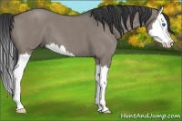 Horse Color:Grullo Roan Splash 