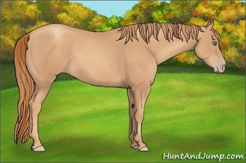 Horse Color:Gold Champagne Sabino