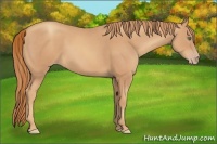 Horse Color:Gold Champagne Sabino