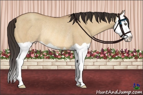 Horse Color:Amber Champagne Dun Splash Rabicano 