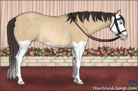 Horse Color:Amber Champagne Dun Splash Rabicano 