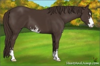 Horse Color:Liver Chestnut Sabino 