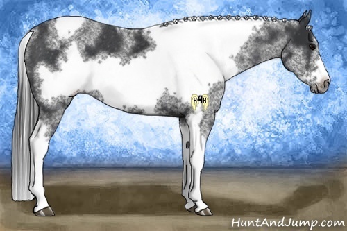 Horse Color:White Spotted Black Splash Tobiano Frame Varnish 