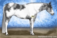 Horse Color:White Spotted Black Splash Tobiano Frame Varnish 