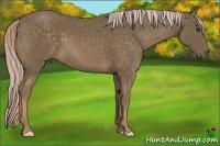 Horse Color:Chocolate Palomino Frame 