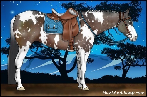 Horse Color:White Spotted Bay Sabino 