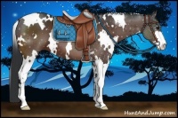 Horse Color:White Spotted Bay Sabino