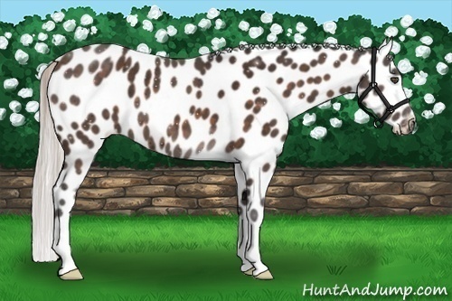 Horse Color:Silver Bay Frame Appaloosa