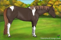 Horse Color:Liver Chestnut Tobiano 