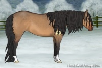 Horse Color:Bay Dun