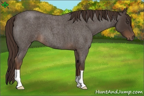 Horse Color:Liver Red Roan 