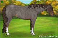 Horse Color:Liver Red Roan 