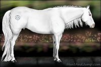 Horse Color:Silver Buckskin Chinchilla Appaloosa 
