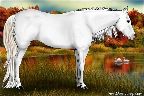 Horse Color:Chestnut Appaloosa 