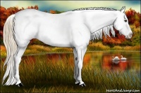 Horse Color:Chestnut Appaloosa 